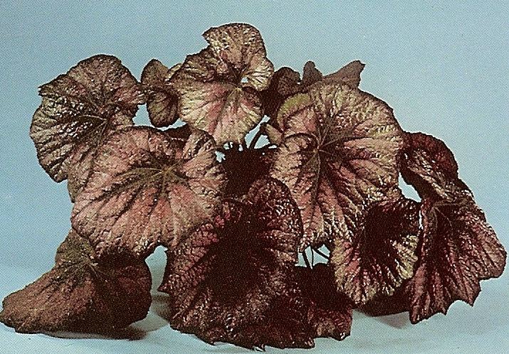 B. ‘Fandango’